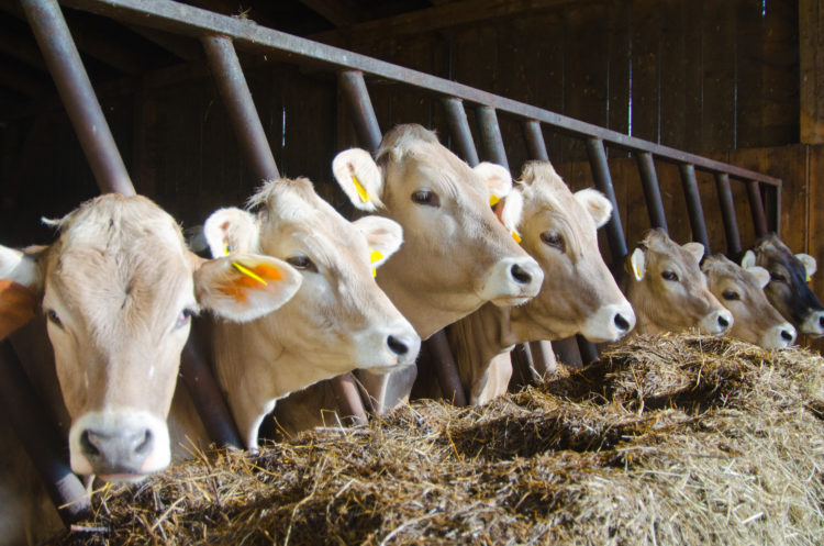 Laurent, 57 ans, sauvé grâce à l’agriculture BIO !