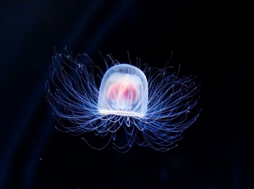 Turritopsis nutricula : les secrets de longévité de la méduse immortelle