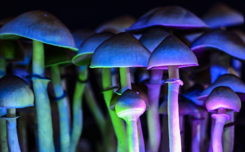 NOUVEAU : Des champignons « magiques » pour votre cerveau