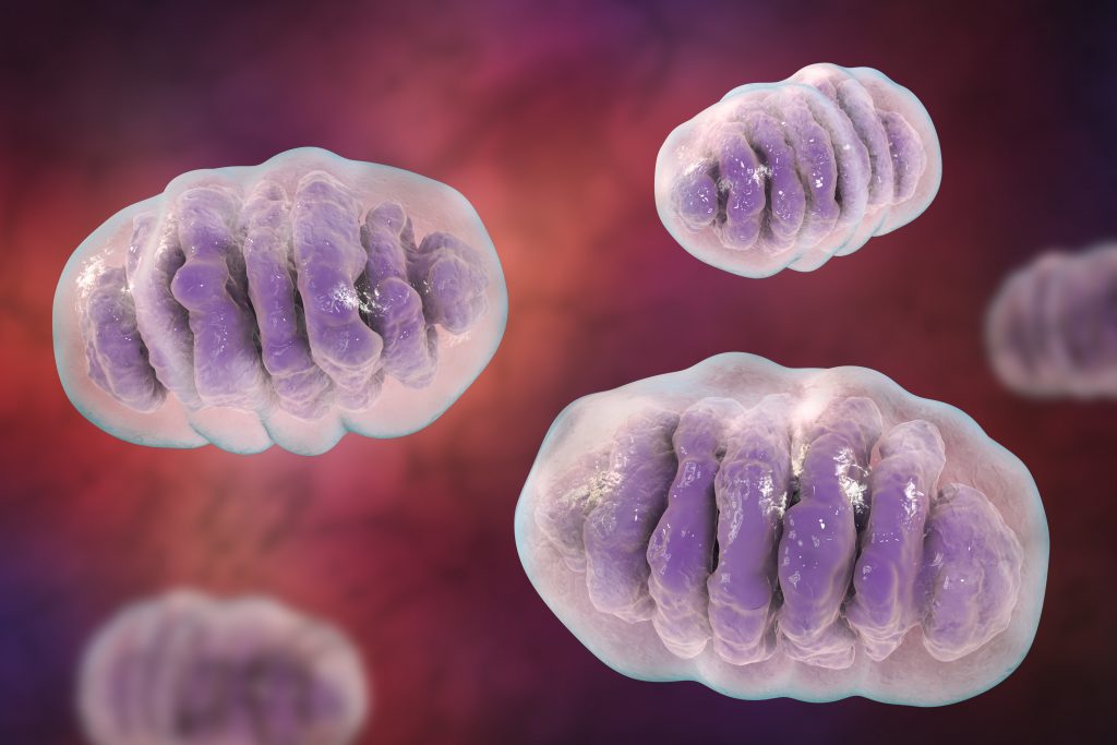 Mitochondria, a membrane-enclosed cellular organelles, which produce energy, 3D illustration