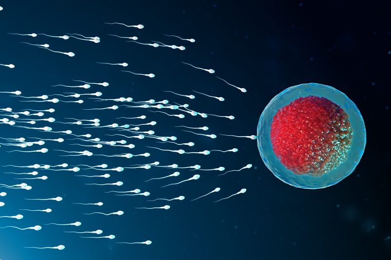 3D illustration sperm and egg cell, ovum. Sperm approaching egg cell. Native and natural fertilization. Conception the beginning of a new life. Ovum with red core under the microscope, movement sperm