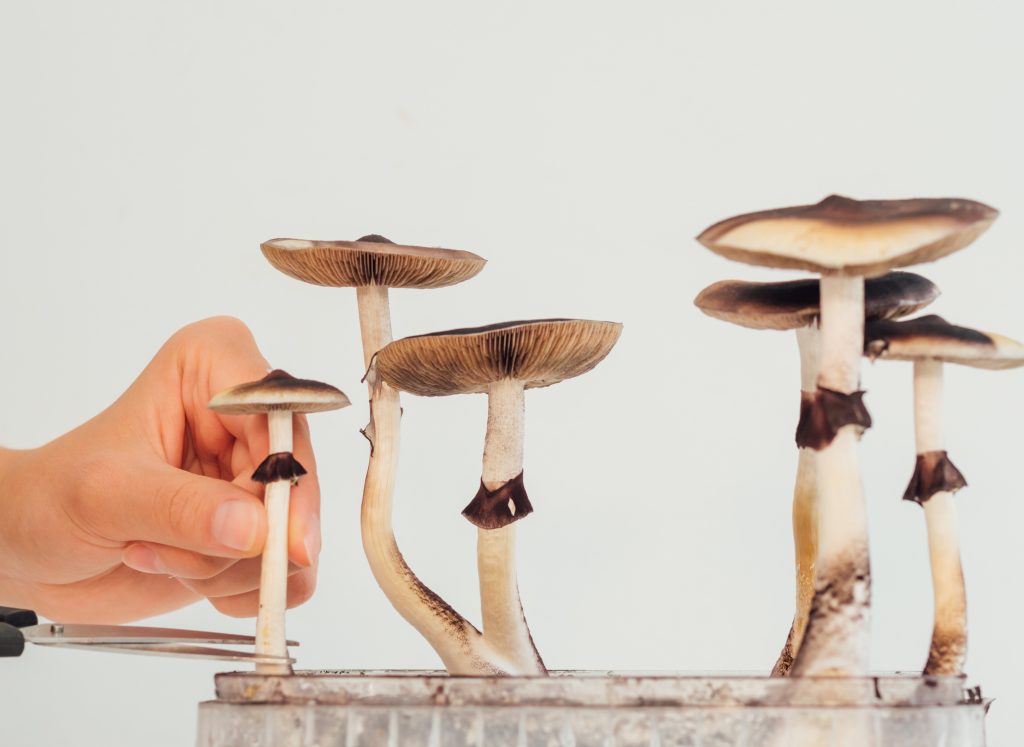 Magic psilocybin mushroom picking into box
