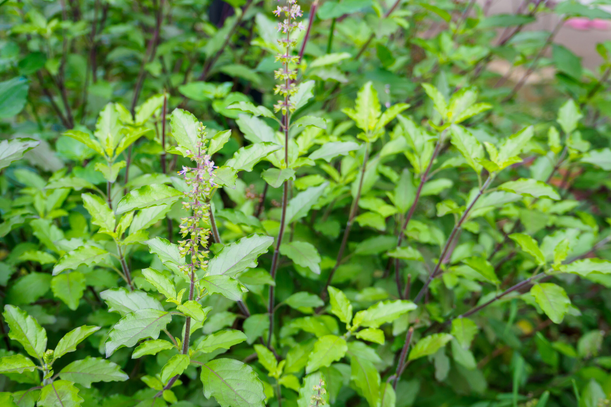 La « Reine des plantes » pour équilibrer le corps et l’esprit 