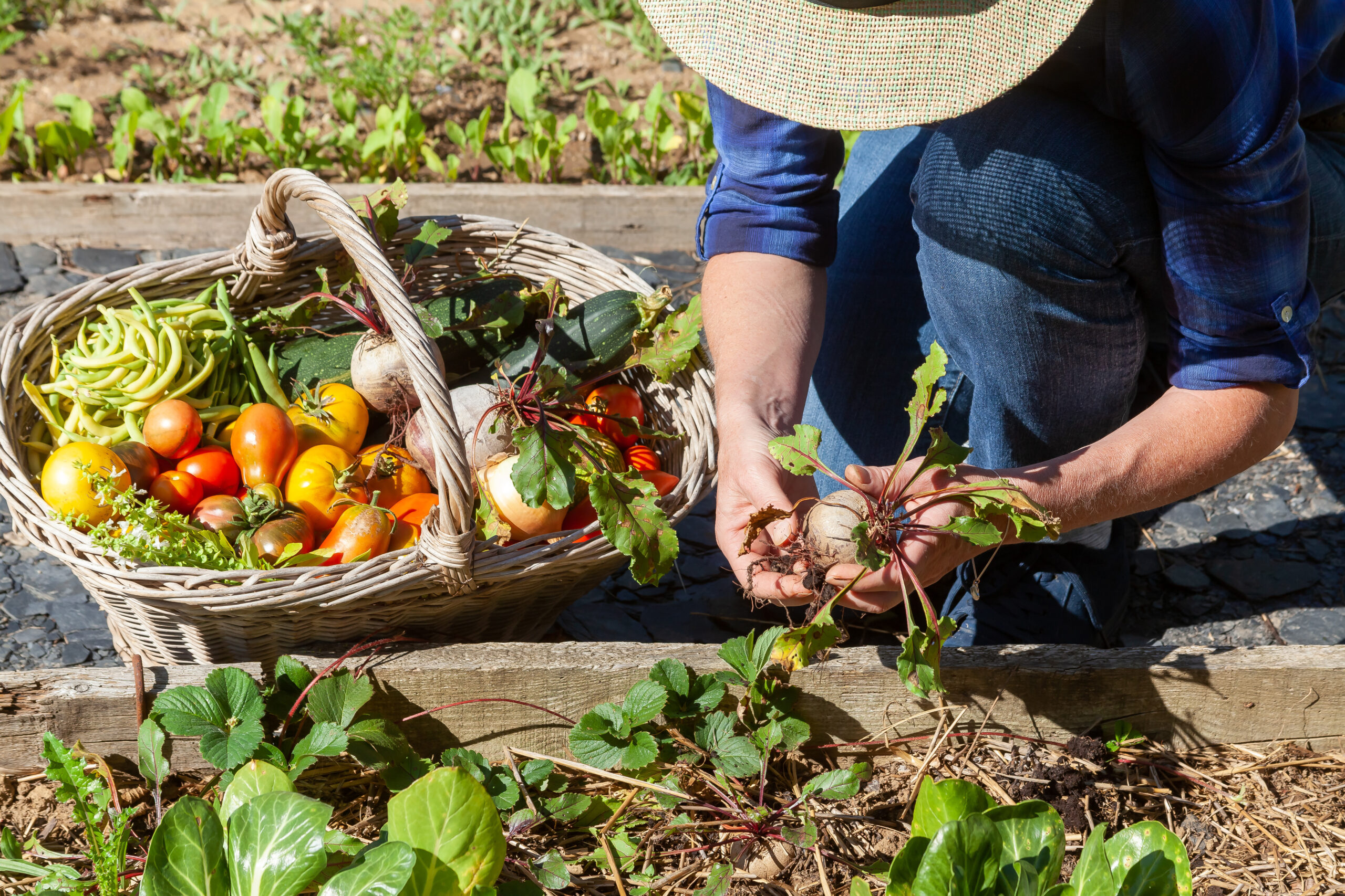 Pénurie alimentaire : la solution dans votre jardin ?
